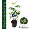 Clitoria Ternatea Butterfly Pea Blue Pea