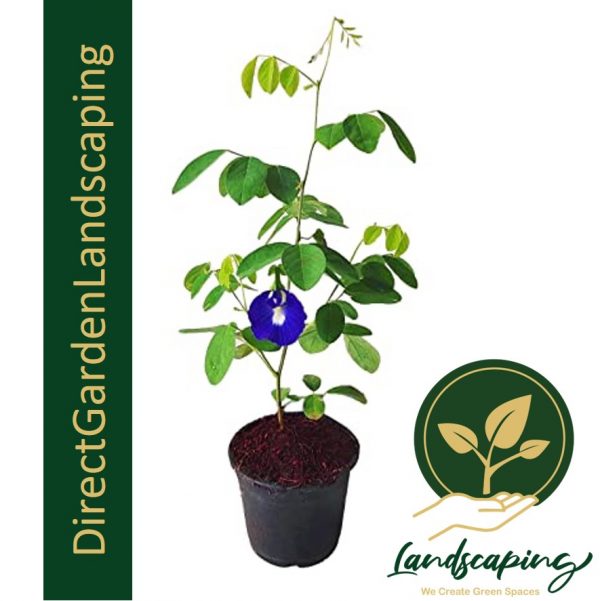 Clitoria Ternatea Butterfly Pea Blue Pea