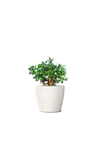 Crassula Ovata (Jade Plant) tabletop plant rental