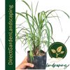 Cymbopogon Nardus (Citronella Grass)