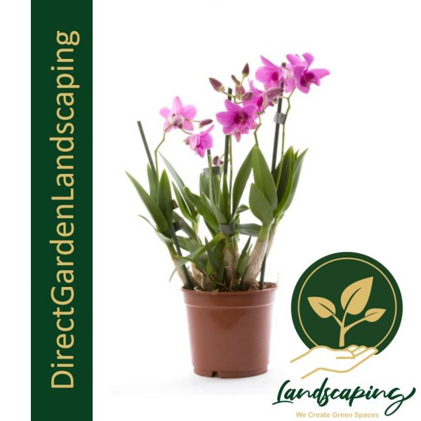 DENDROBIUM ORCHID mini purple potted plant