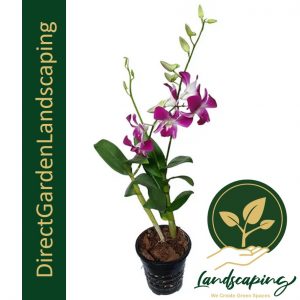 DENDROBIUM ORCHID purple potted plant
