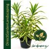 DRACAENA REFLEXA SONG OF INDIA