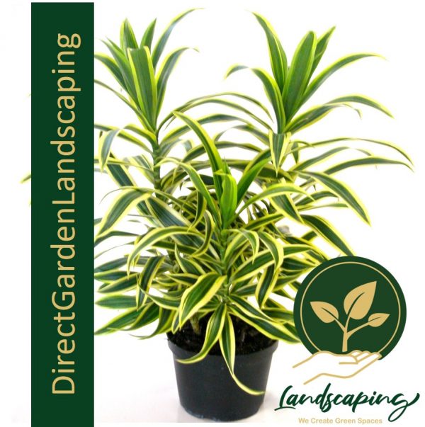 DRACAENA REFLEXA SONG OF INDIA