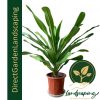 Dracaena Gymlis