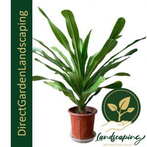 Dracaena Gymlis