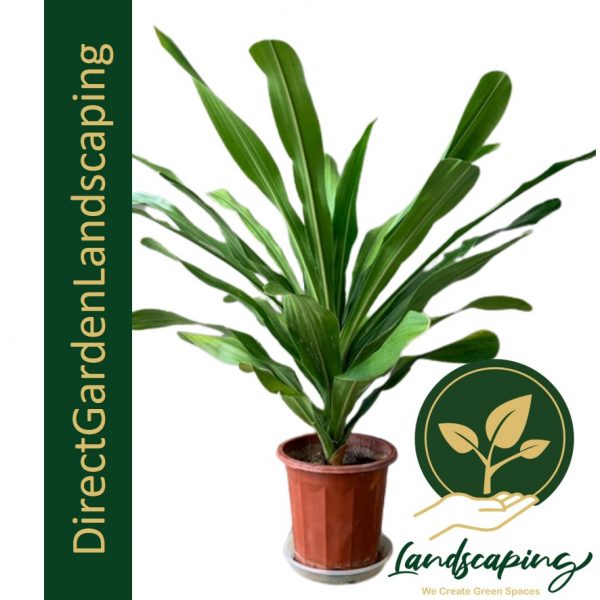 Dracaena Gymlis