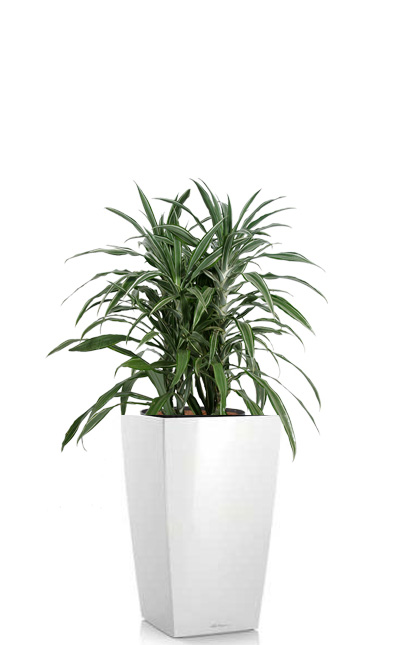 Dracaena deremensis silver free standing floor plant rental