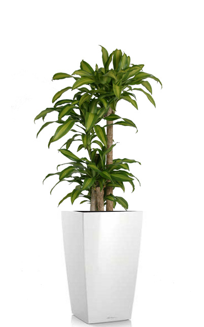 Dracaena fragrans (Iron Tree) free standing floor plant rental