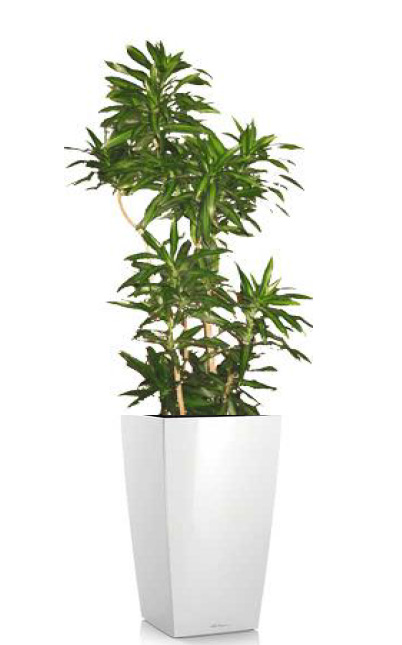 Dracaena reflexa (Song of India) free standing floor plant rental