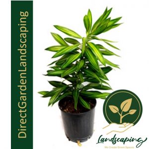 Dracaena reflexa (Song of Jamaica)
