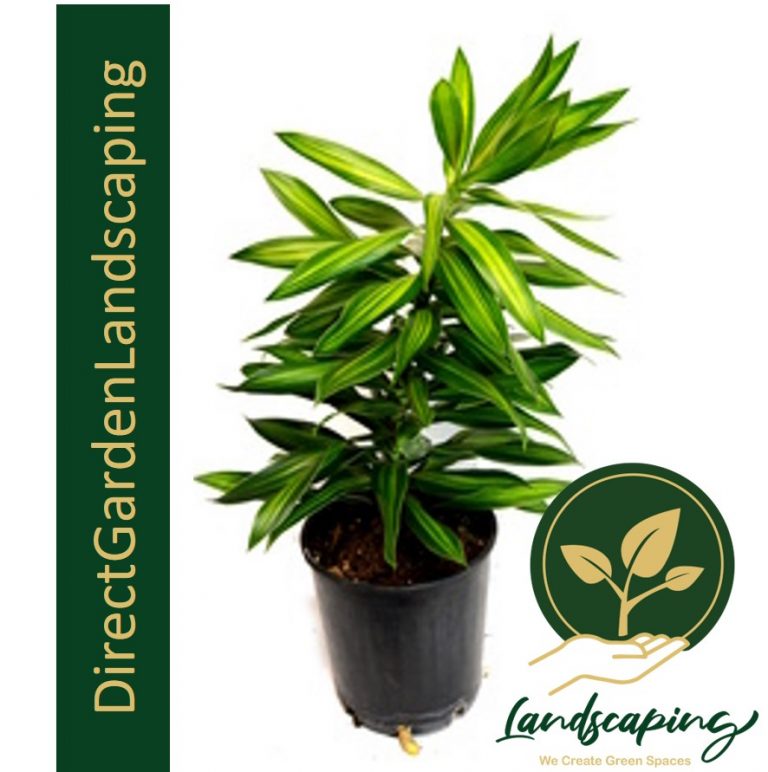 Dracaena Reflexa (Song of Jamaica) Singapore's 1 Gardening