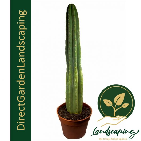 Echinopsis pachanoi San Pedro cactus potted plant