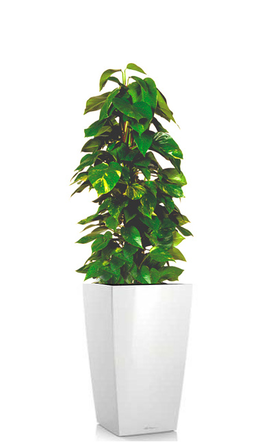 Epipremnum green (Golden Pothos, Money Plant) free standing floor plant rental