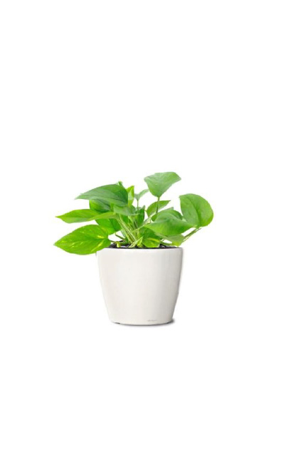 Epipremnum green (Golden Pothos, Money Plant) tabletop plant rental