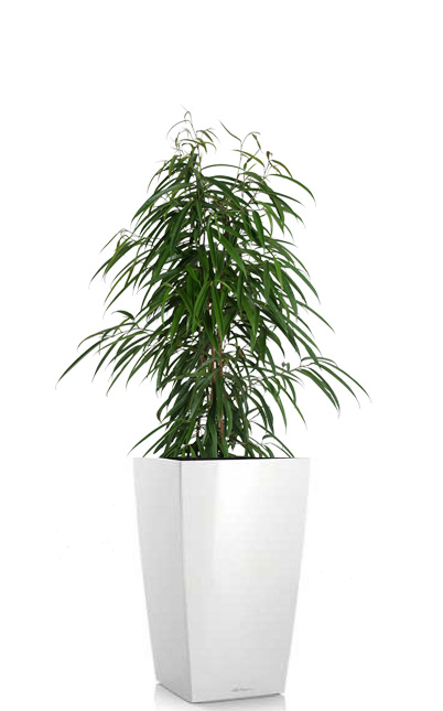 Ficus Alii (Sabre Fig) free standing floor plant rental