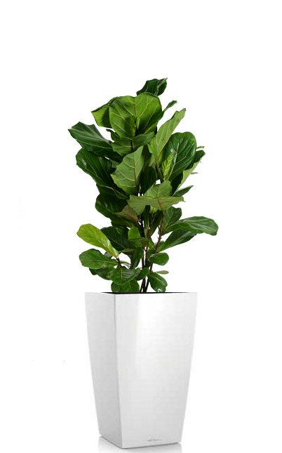Fiddle Leaf Fig ficus lyrata free standing floor plant rental