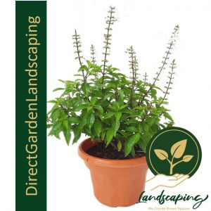 Orthosiphon aristatus cat's whiskers