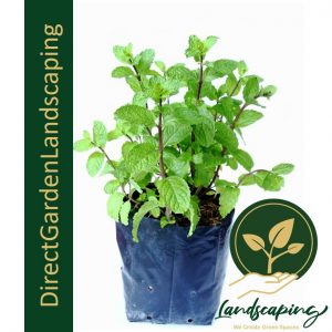Peppermint (Mint Plant)