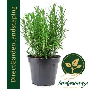 Rosemary potted plant
