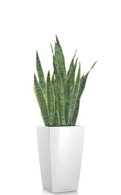 Sansevieria Snake Plant or Mother-in-law's Tongue free standing floor plant rental
