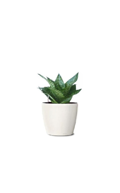 Sansevieria Snake Plant or Mother-in-law's Tongue head tabletop plant rental