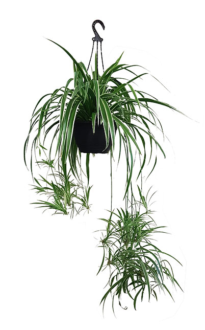 SpiderPlant hanging plant rental