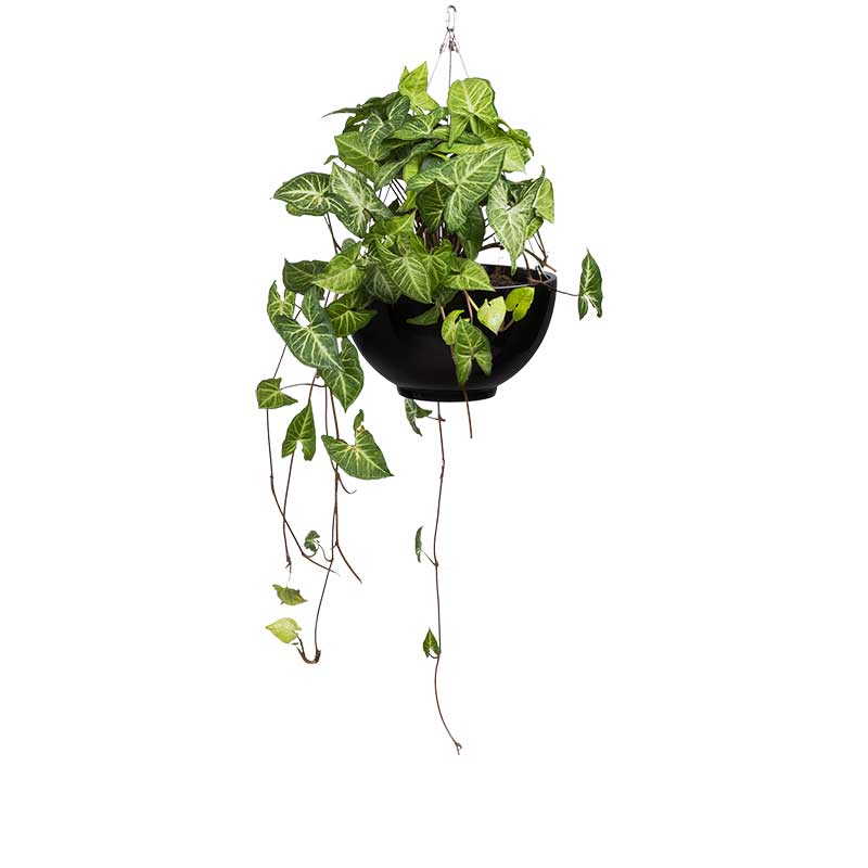 Syngonium, white butterfly hanging plant rental