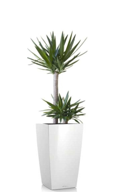 Yucca China Cane Plant free standing floor plant rental