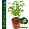 curry Leaf Plant