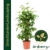 dracaena surculosa potted plant Singapore