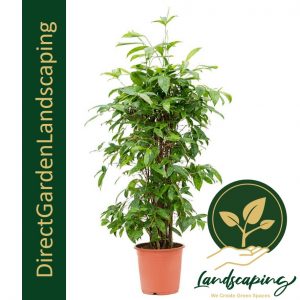 dracaena surculosa potted plant Singapore