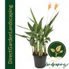 heliconia american dwarf