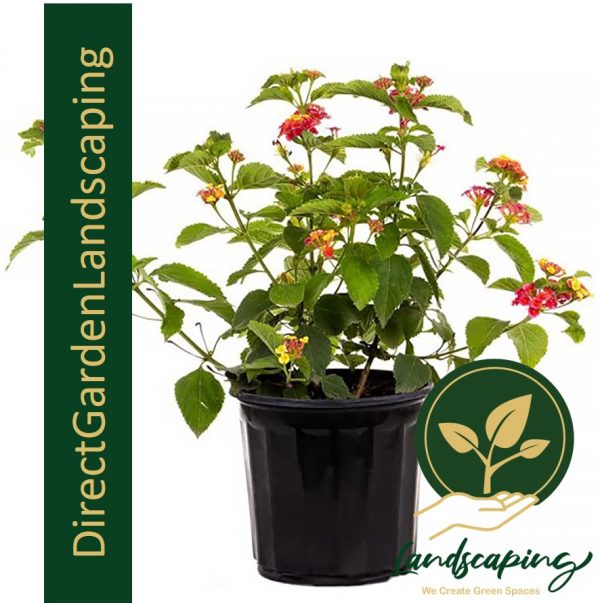 lantana