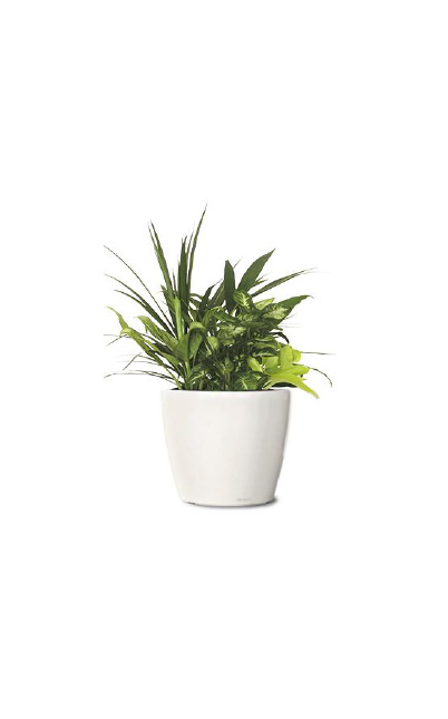 mixed assorted indoor plant tabletop plant rental