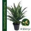 Aglaonema Cutlass