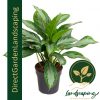 Aglaonema Silver Bay