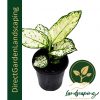 Aglaonema Super White