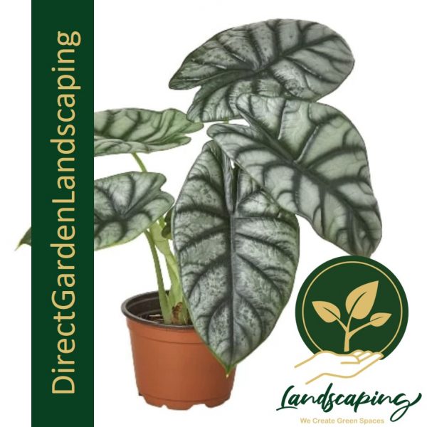 Alocasia Silver Dragon plant Singapore