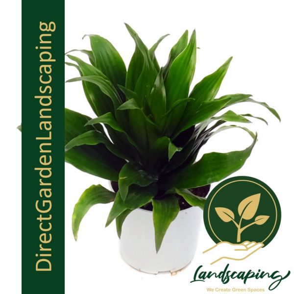 Dracaena Janet Craig Compacta