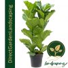 Ficus lyrata Fiddle Leaf Fig Extra Large floor plant