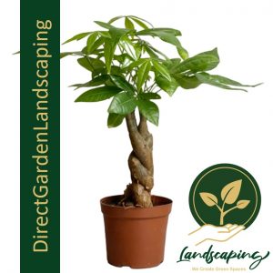 Pachira Aquatica - Money Tree table plant