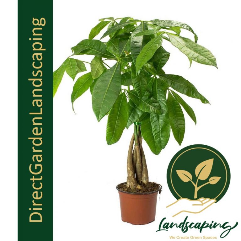 Pachira Aquatica Bonsai Money Tree Singapore's 1 Gardening & Landscaping Company