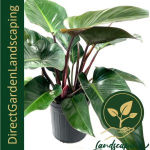 Philodendron Red Congo Rojo