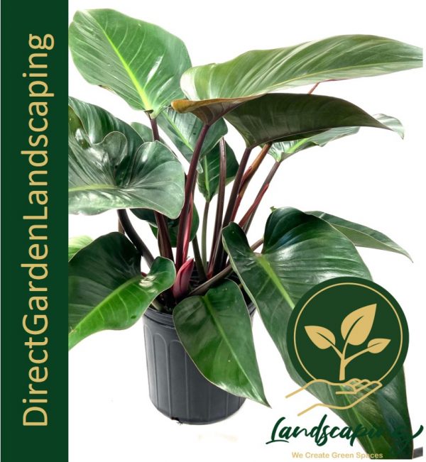 Philodendron Red Congo Rojo