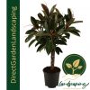 Rubber plant Ficus elastica Extra Large floor plant
