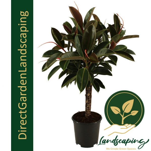 Rubber plant Ficus elastica Extra Large floor plant
