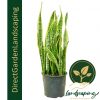 Sansevieria Laurentii Extra Large Floor Plant