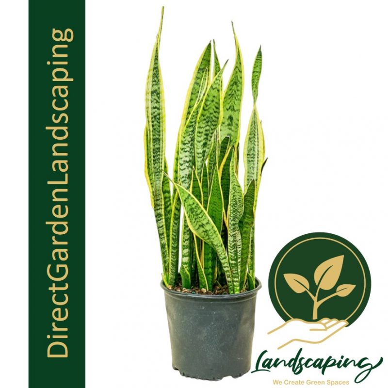 Sansevieria Laurentii Extra Large Floor Plant Singapore's 1
