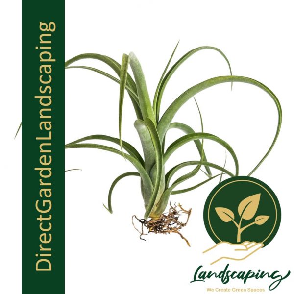 Tillandsia Curly Slim
